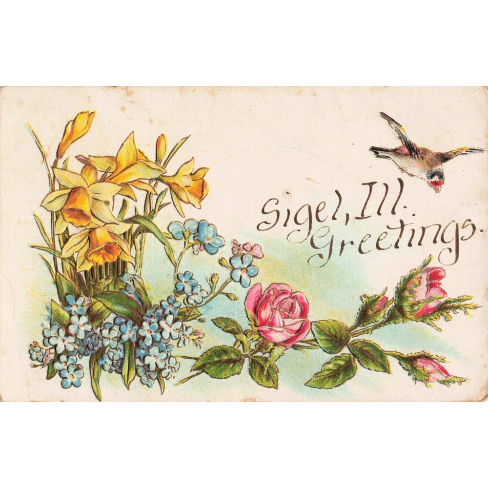 Vintage 1911 Sigel Illinois Greetings Postcard Embossed Floral Bird 1c Stamp - Picture 1 of 2